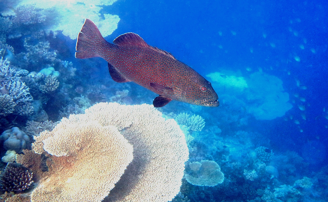IMG_1183rf_Maldives_Madoogali_House reef_Merou a caudale carree_Plectraupomus areolatus.jpg